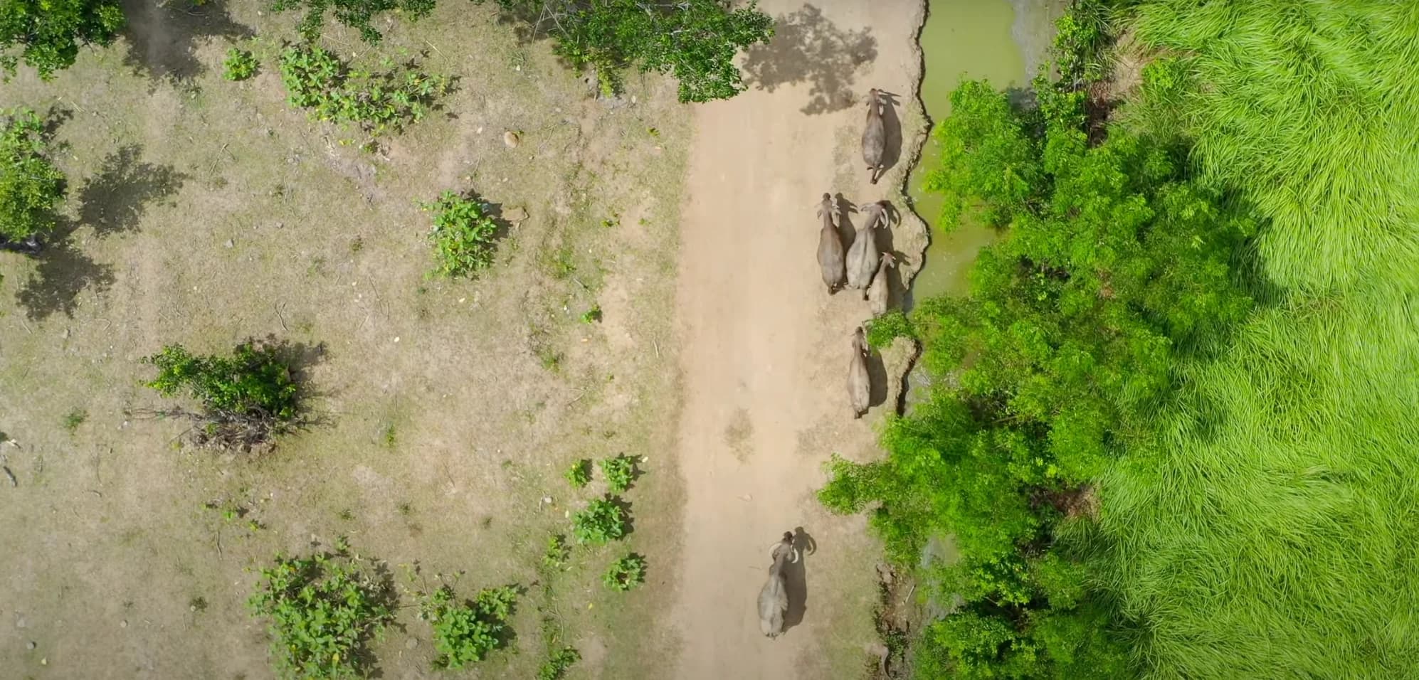 Selong Belanak water buffalos