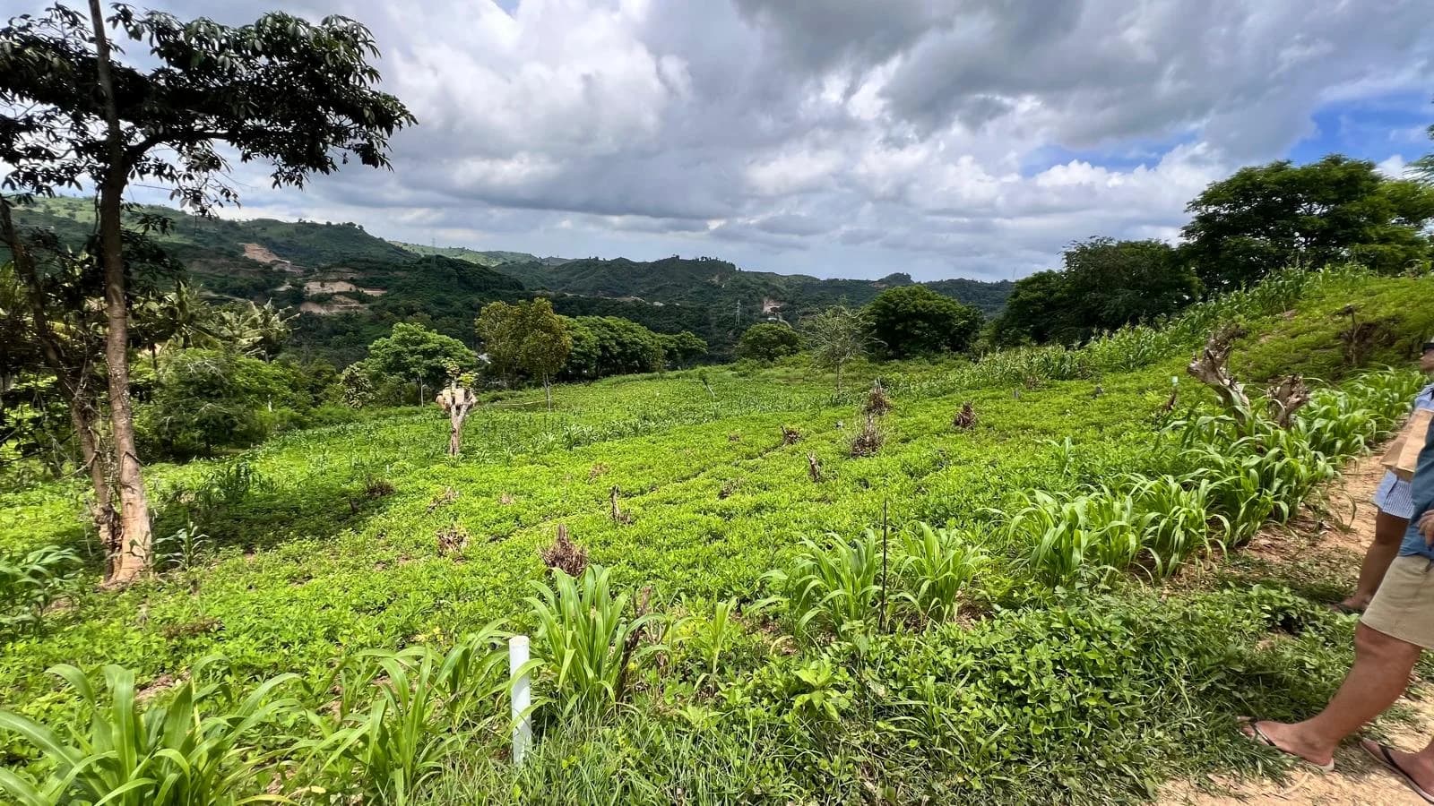 Bunga Hills - Land for Sale in Kuta Lombok