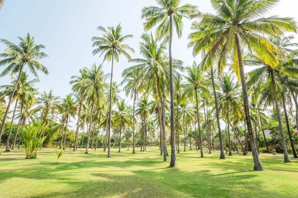 coconuts in Selong Belanak Beach services