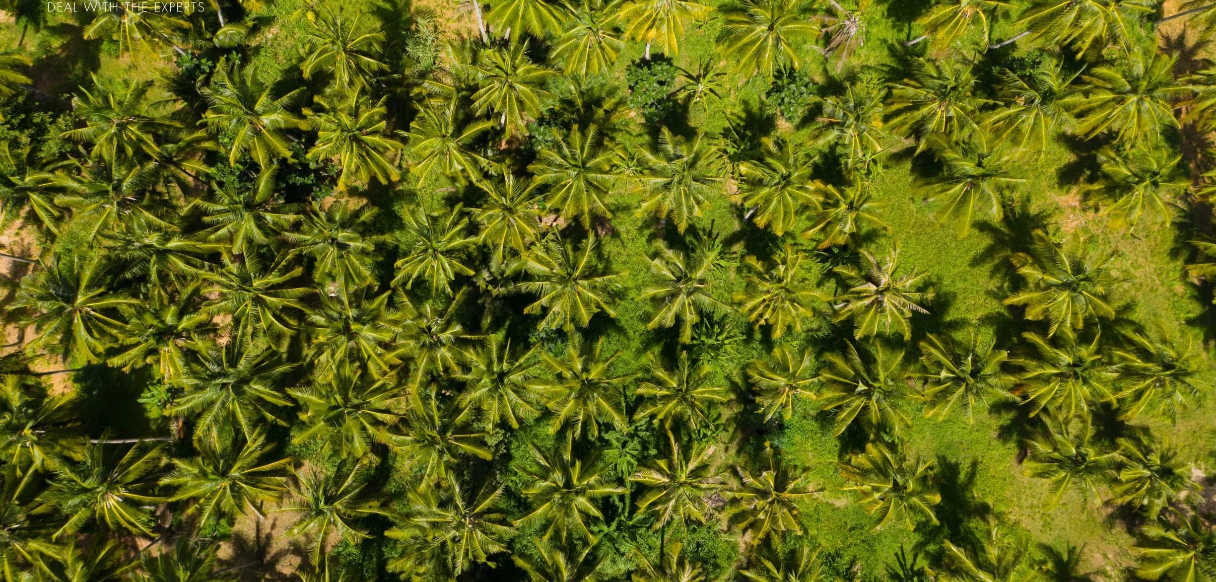 Coconut trees in Are guling